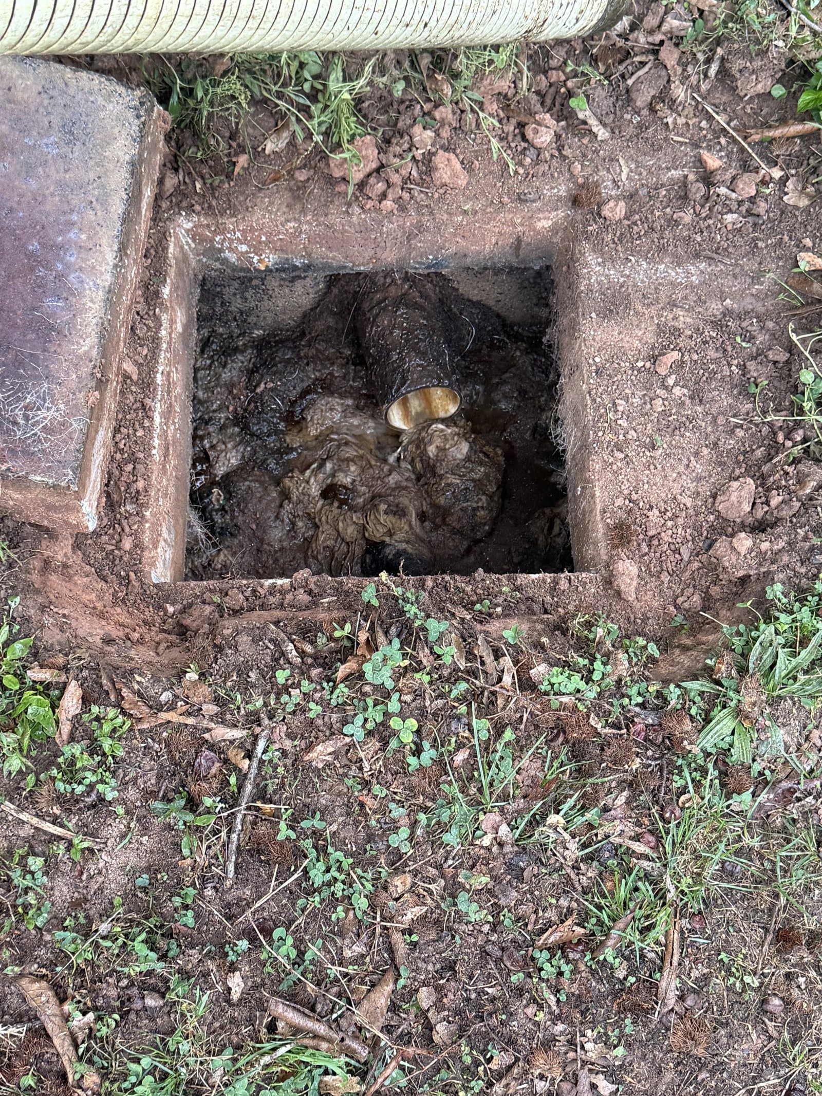 Open septic tank showing the dark sludge being removed during a pump-out
